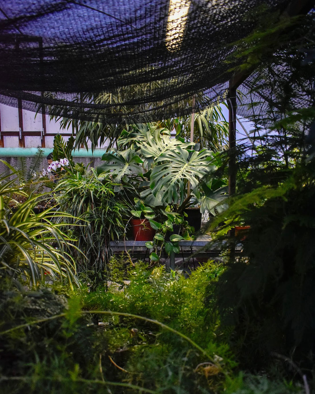 Image of plants in a green house